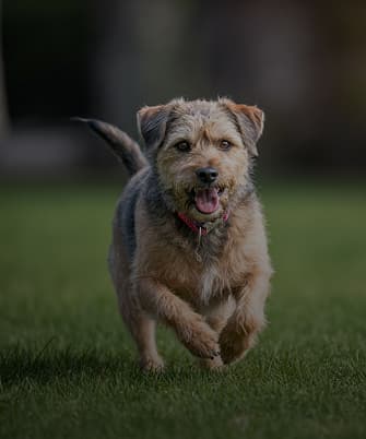 Наші підопічні